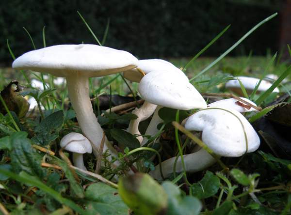 Lyophyllum connatum - White Domecap, Dorset, England