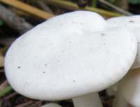 Cap and stem of Lyophyllum connatum