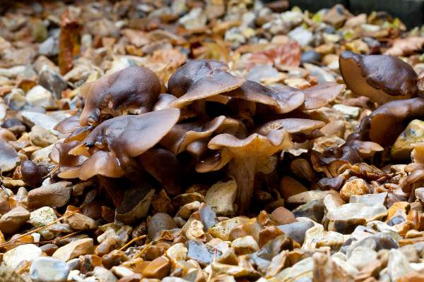 Lyophyllum decastes, Clustered Domecap, Hampshire, England