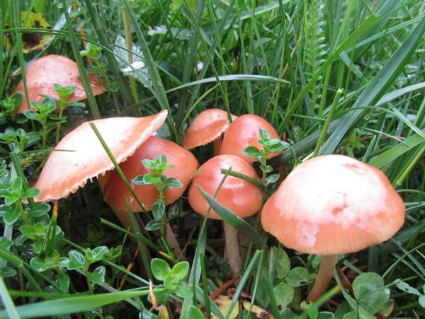 Pink Domecap, Rugosomyces carneus
