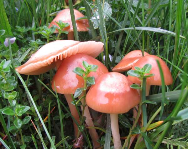 Pink Domecap, Rugosomyces carneus, Slovenia