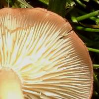 Gills of Pink Domecap, Rugosomyces carneus
