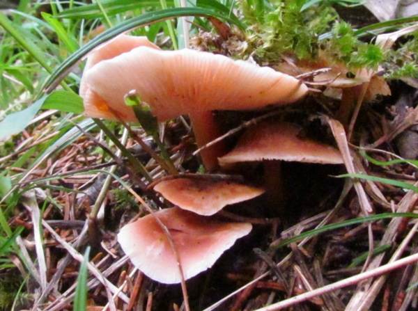 Rugosomyces carneus in tall grass