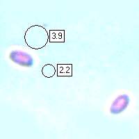 Spores of Baeospora myosura