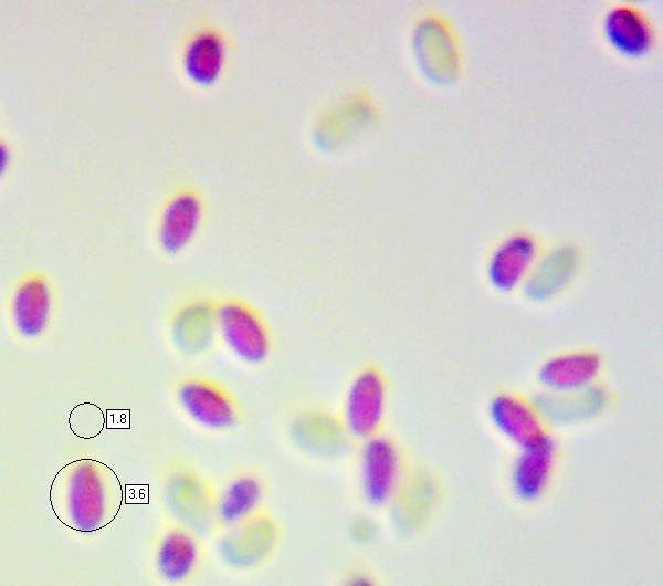 Spores of Baeospora myosura