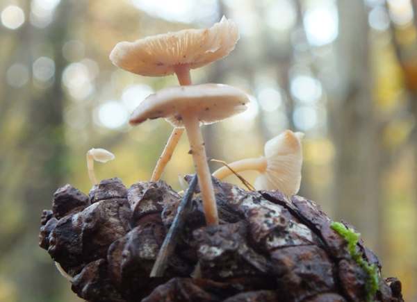 Baeospora myosura, Conifercone Cap