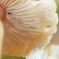 Gills of Baeospora myosura