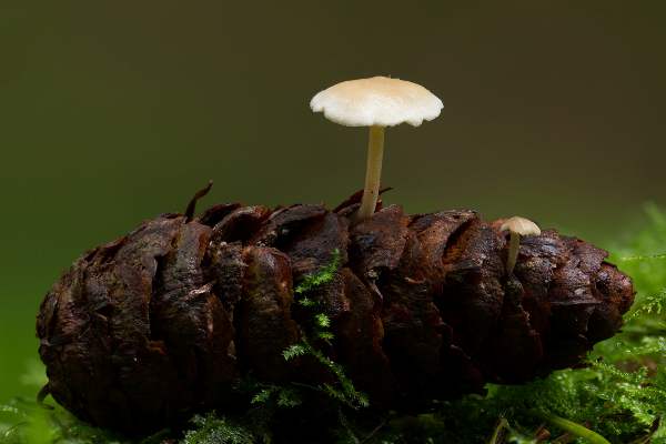 Baeospora myosura in the New Forest, England