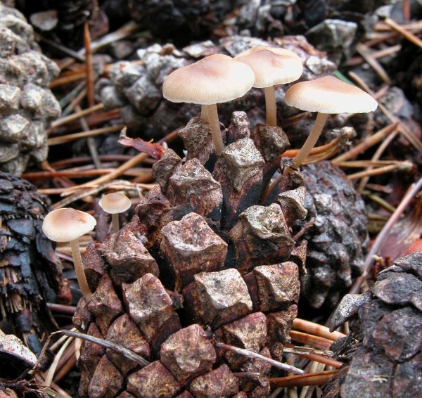 Baeospora myosura, Conifercone Cap, New Forest, England