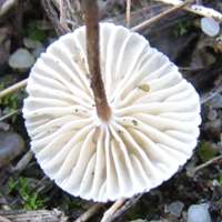 Gills of Gymnopus androsaceus