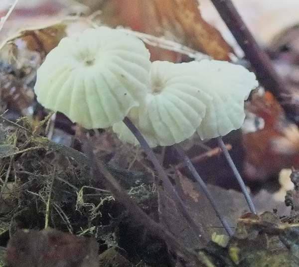 Gymnopus (Marasmius)  androsaceus - Horsehair Parachute