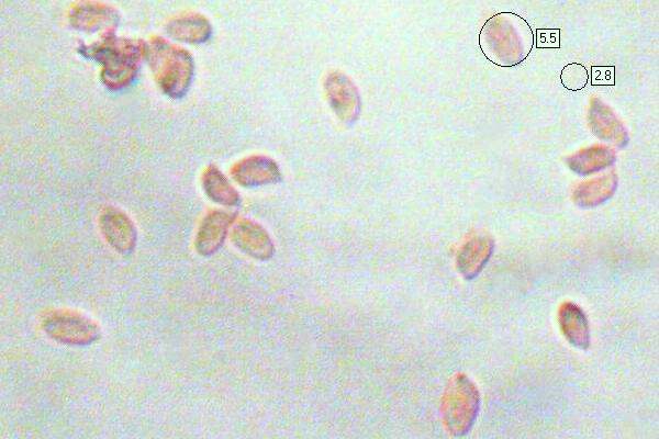 Spores of Gymnopus confluens