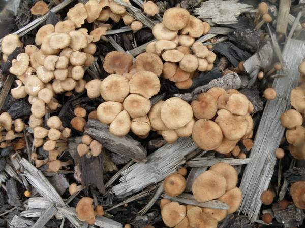 Gymnopus confluens - Clustered Toughshank