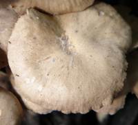 Cap of Gymnopus confluens