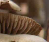 Gills of Gymnopus confluens