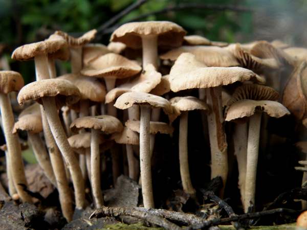 Gymnopus confluens - Clustered Toughshank on woodchip mulch