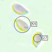 Spores of Gymnopus dryophilus