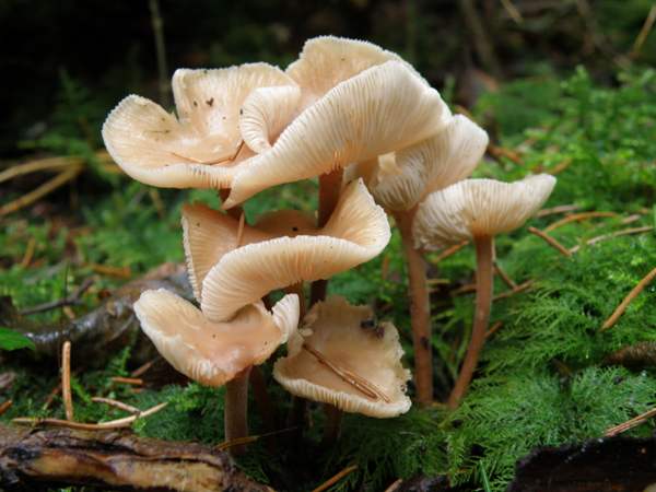 Gymnopus dryophila - Russet Toughshank