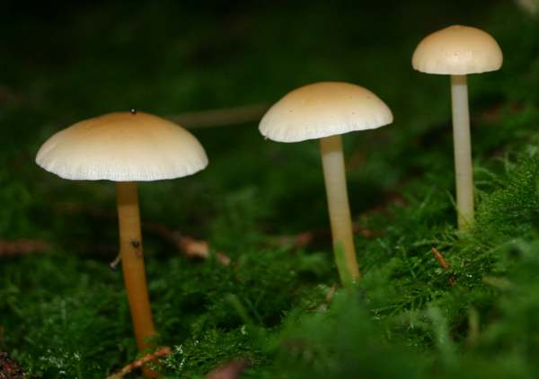 Gymnopus dryophila - Russet Toughshank, Wales