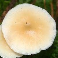 Cap of Gymnopus dryophila, Russet Toughshank