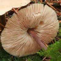 Gills of Gymnopus dryophilus, Russet Toughshank
