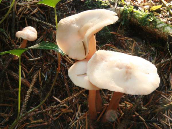 Gymnopus dryophila - Russet Toughshank, France