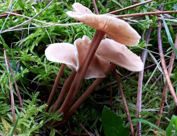 Gymnopus dryophilus northern France