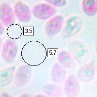 Spores of Gymnopus fusipes, Spindleshank