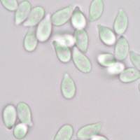 Spores of <em>Gymnopus ocior</em>