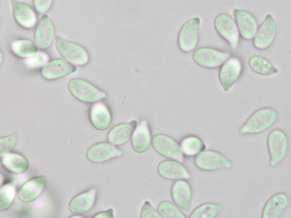 Spores of Gymnopus ocior