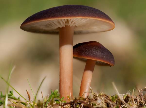 Gymnopus ocior