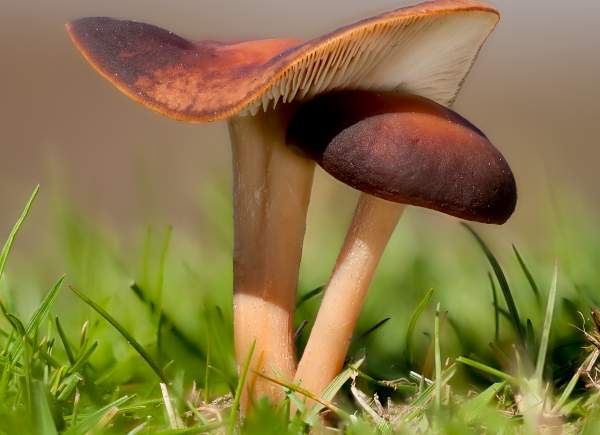 Gymnopus ocior, mature cap