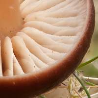 Cap of Gymnopus fusipes