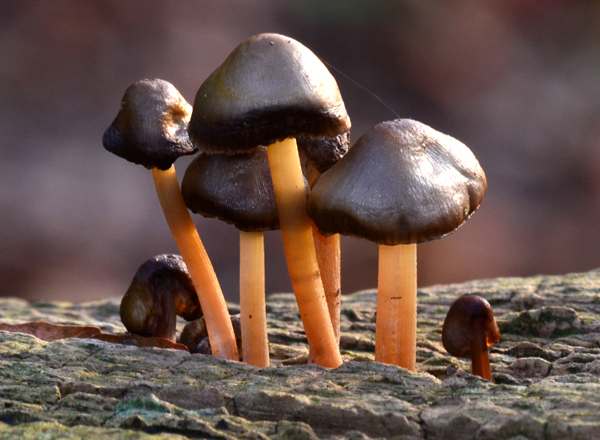 Gymnopus ocior, a group on rotting hardwood