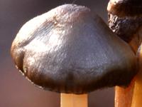 Cap of Gymnopus ocior