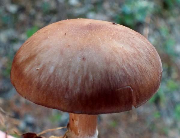 Gymnopus ocior, Portugal