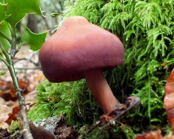 Gymnopus ocior, southern England