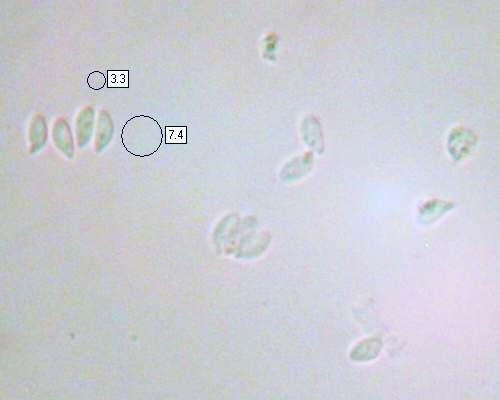 Spores of Marasmius bulliardii