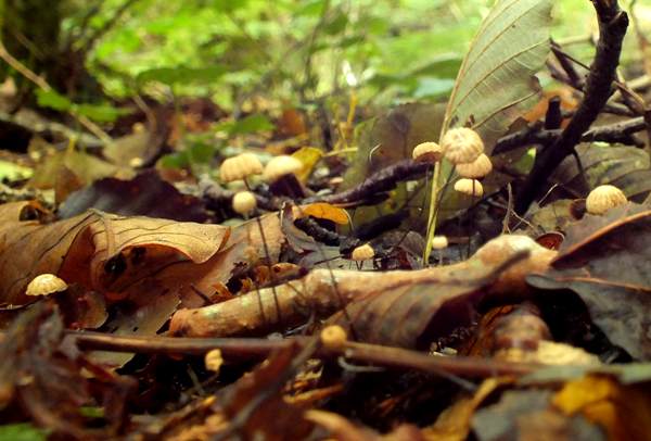 Marasmius bulliardii