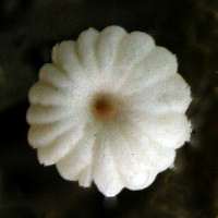 Cap of Marasmius bulliardii