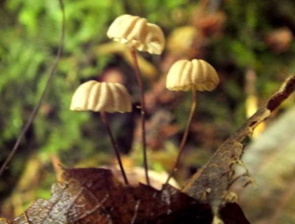 Marasmius bulliardii, Wales