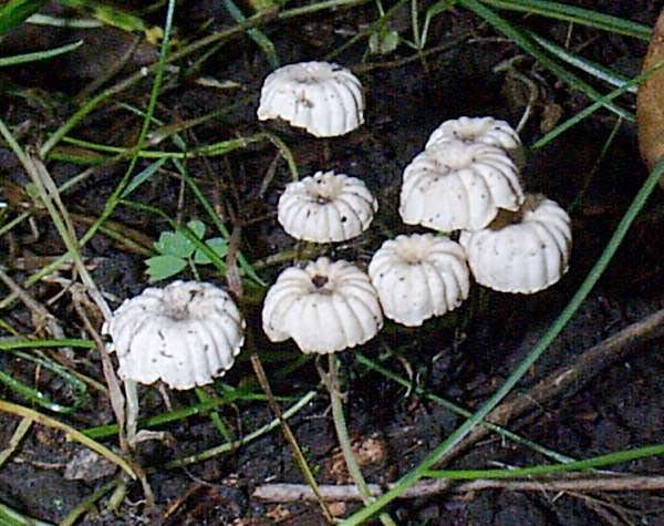 Marasmius rotula, Wales UK