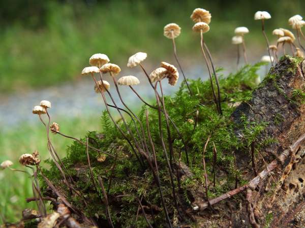 Marasmius rotula, Carmarthenshire, Wales