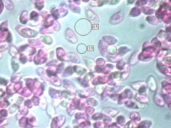 Spores of Marasmius wynneae