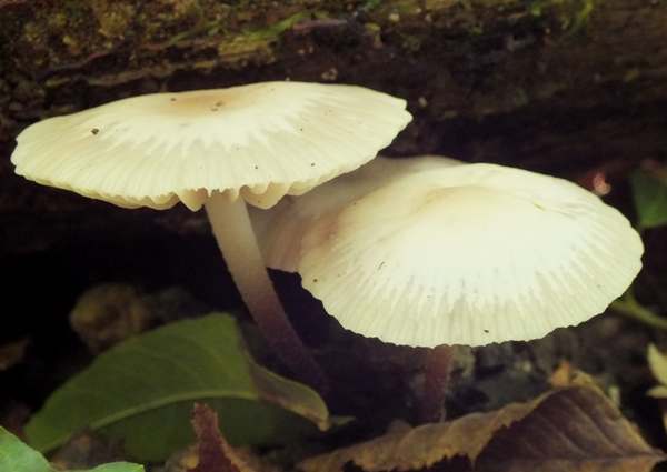 Marasmius wynneae, Pearly Parachute