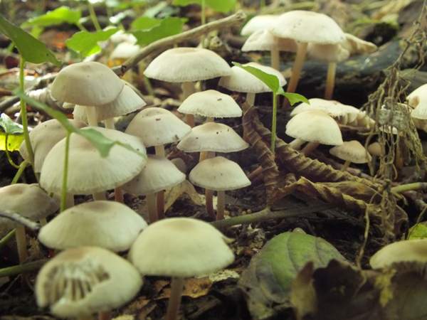 Marasmius wynneae, England