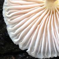 Cap of Marasmius wynneae