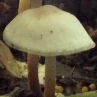 Gills of Marasmius wynneae