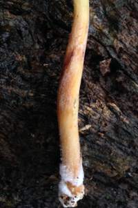 Stem of Marasmius wynneae