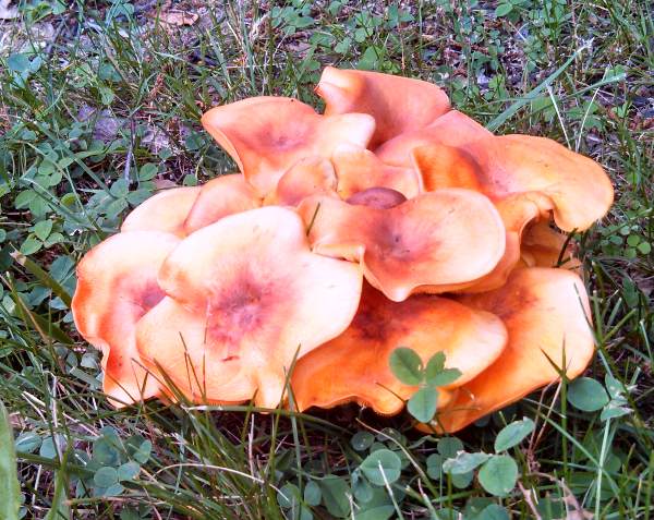Omphalotus illudens, Jack o' Lantern